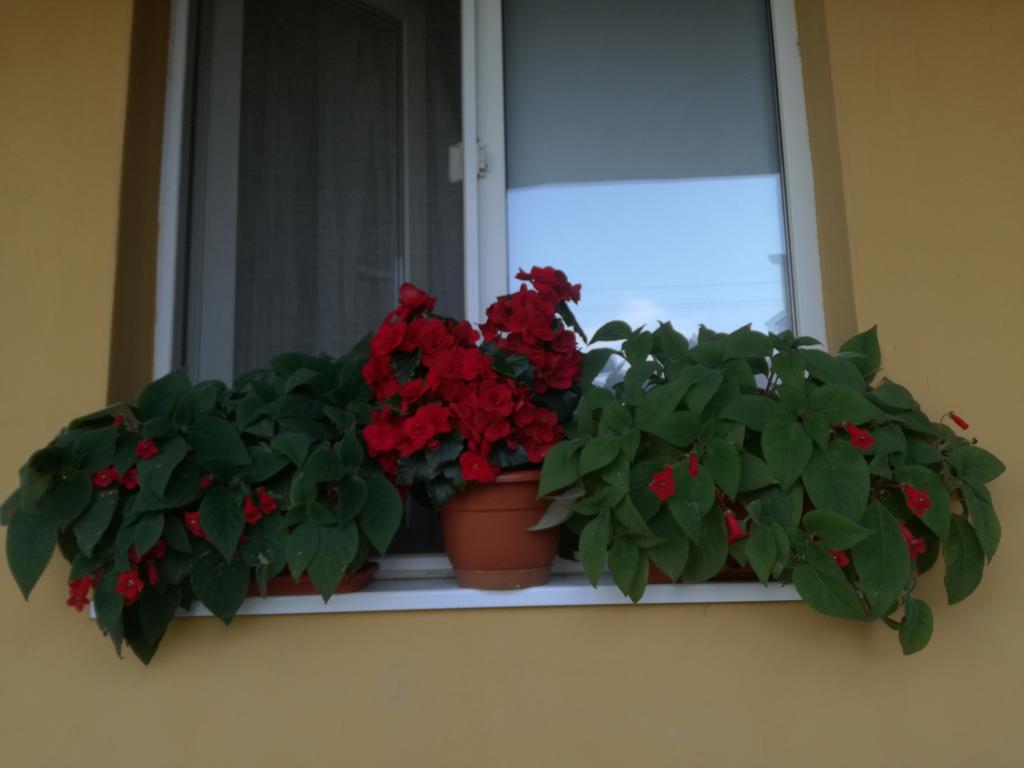 Pensiunea Vladut Timisoara Timişoara Exterior foto